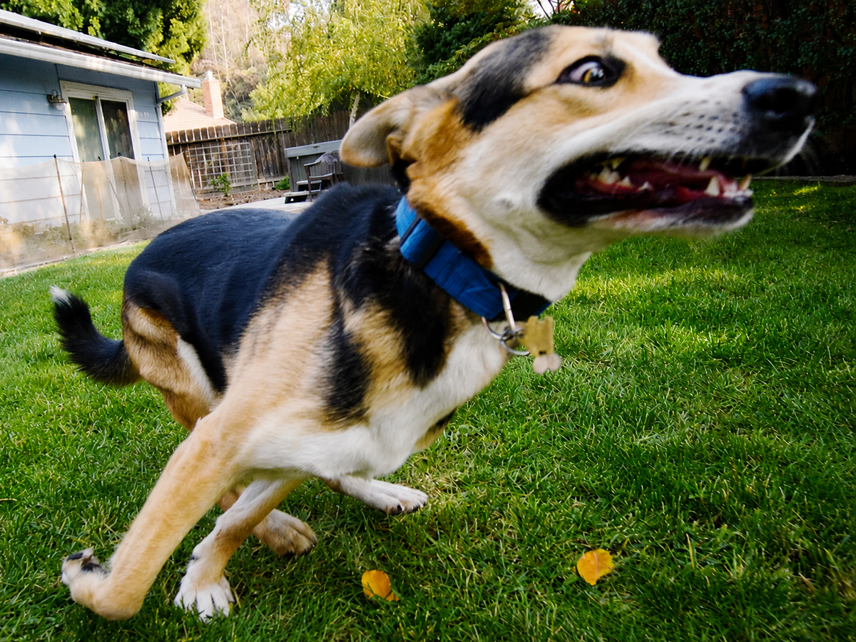 8 Reasons The Splashpad Is the Easiest Way to Tire Out a "Maniac" Dog